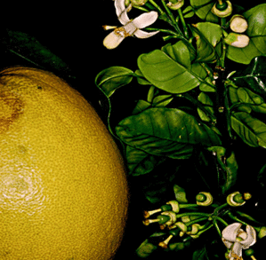그레이프 프룻(Citrus paradisi)E.O
