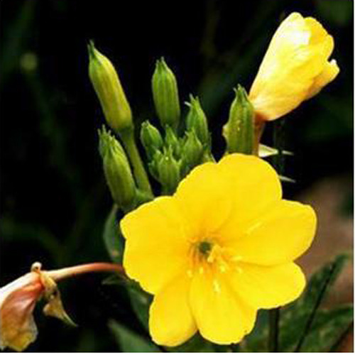 달맞이유(Evening primrose oil)
