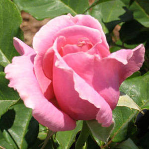 로즈 3% in Jojoba(Rosa centifolia)E.O