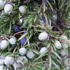 쥬니퍼 베리(Juniperus communis)E.O