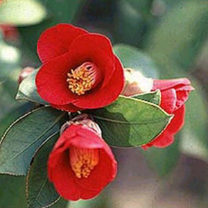 동백오일(Camellia Oil)