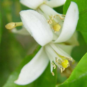 네놀리 3% in Jojoba(Citrus aurantium ssp amara)E.O